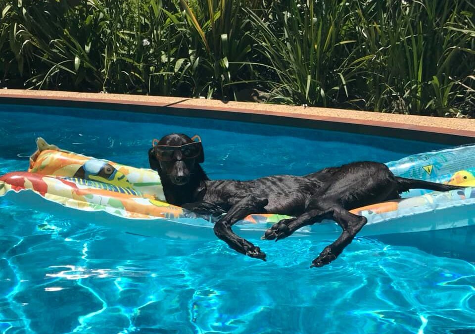 Keeping Your Hound Cool in Summer Heat
