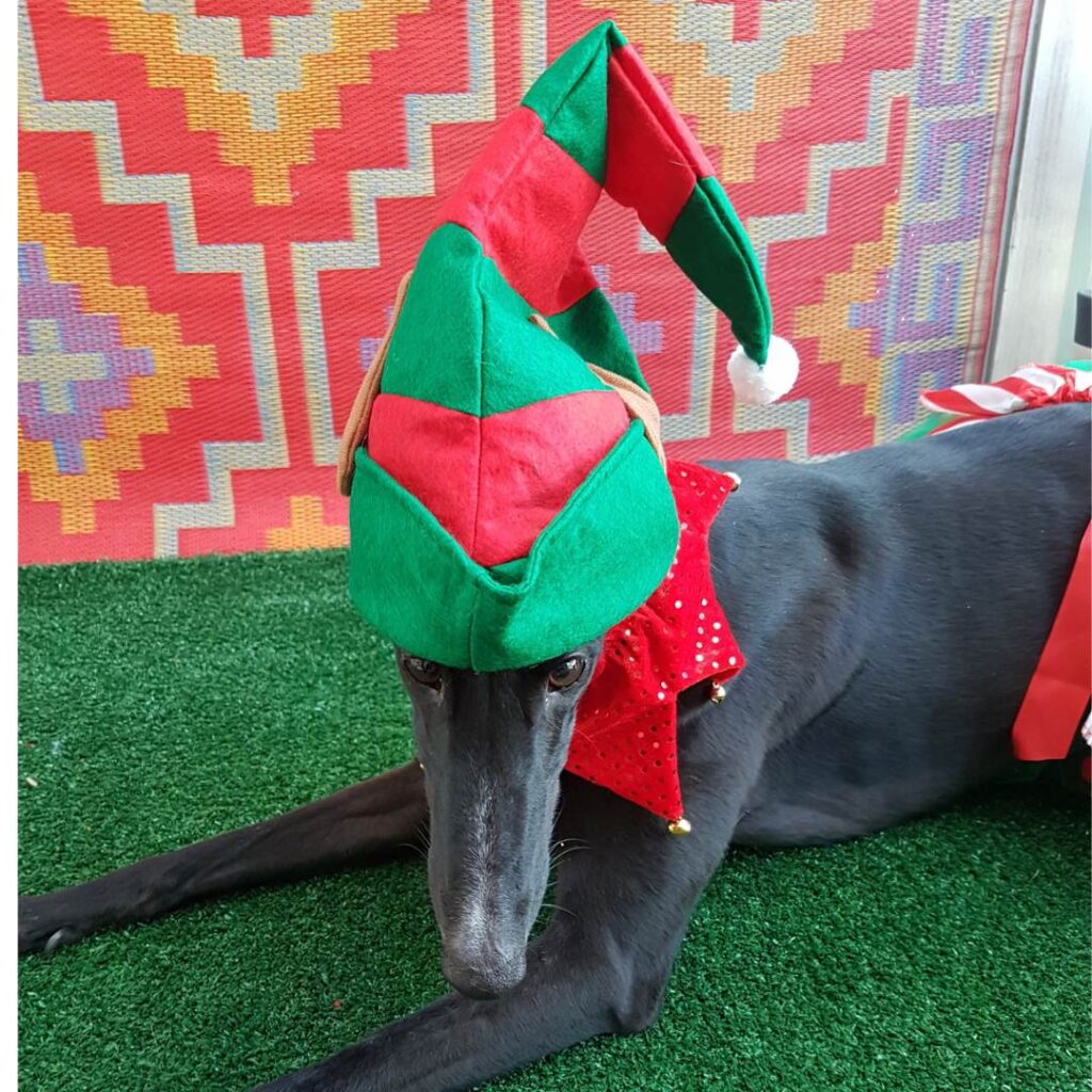 Hound with Christmas Hat