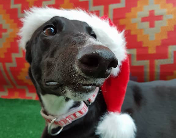 A hound for Christmas?