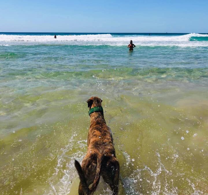 Nine Sydney dog beaches