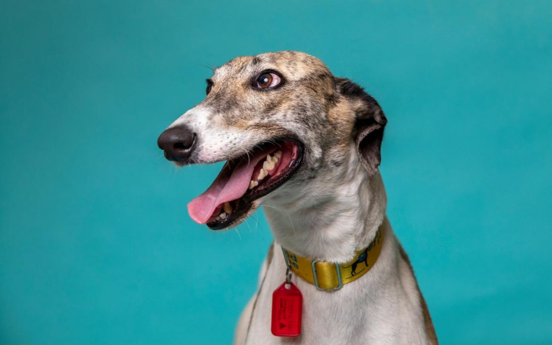 Greyhound Rescue now on Zoom!