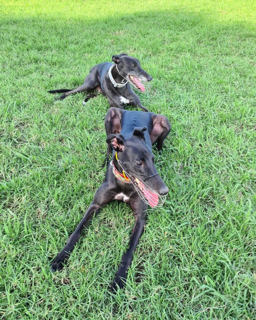 Two black greyhounds sit at dog park