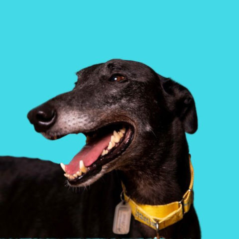 Greyhound Adoption Sydney • Greyhound Rescue