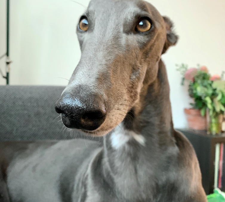 Handsome Hubert shines as an inner-city couch potato