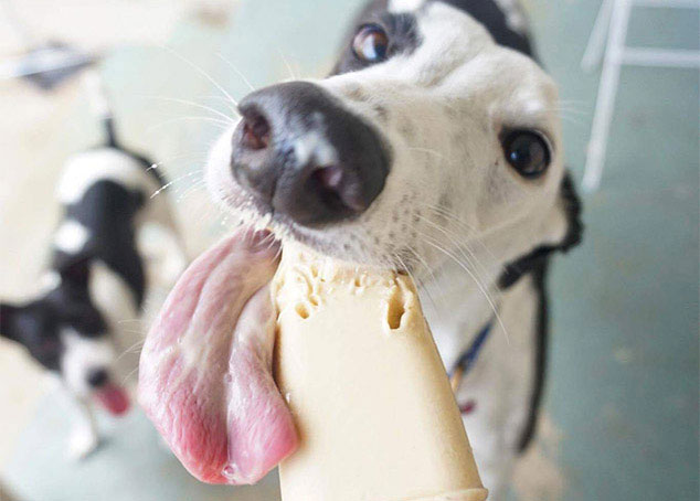 Keep your hound cool with our delicious “Pupsicles”