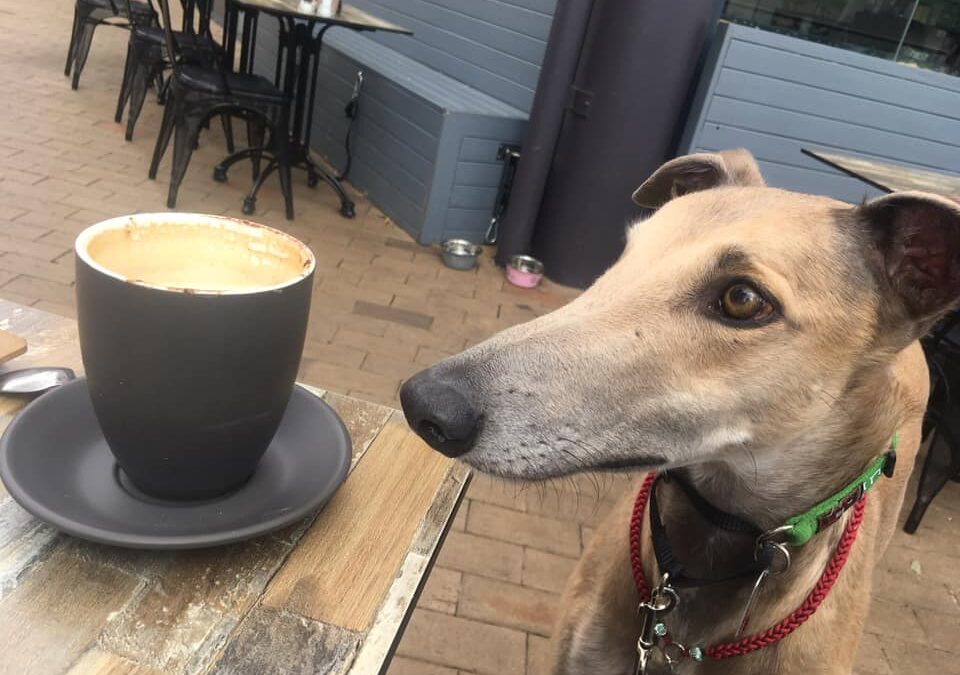 7 dog-friendly Sydney cafes