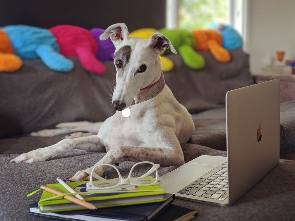 greyhound accountant