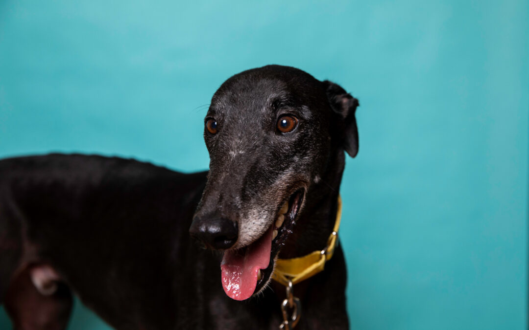 What is ‘bloat’ and what does it mean for your greyhound?