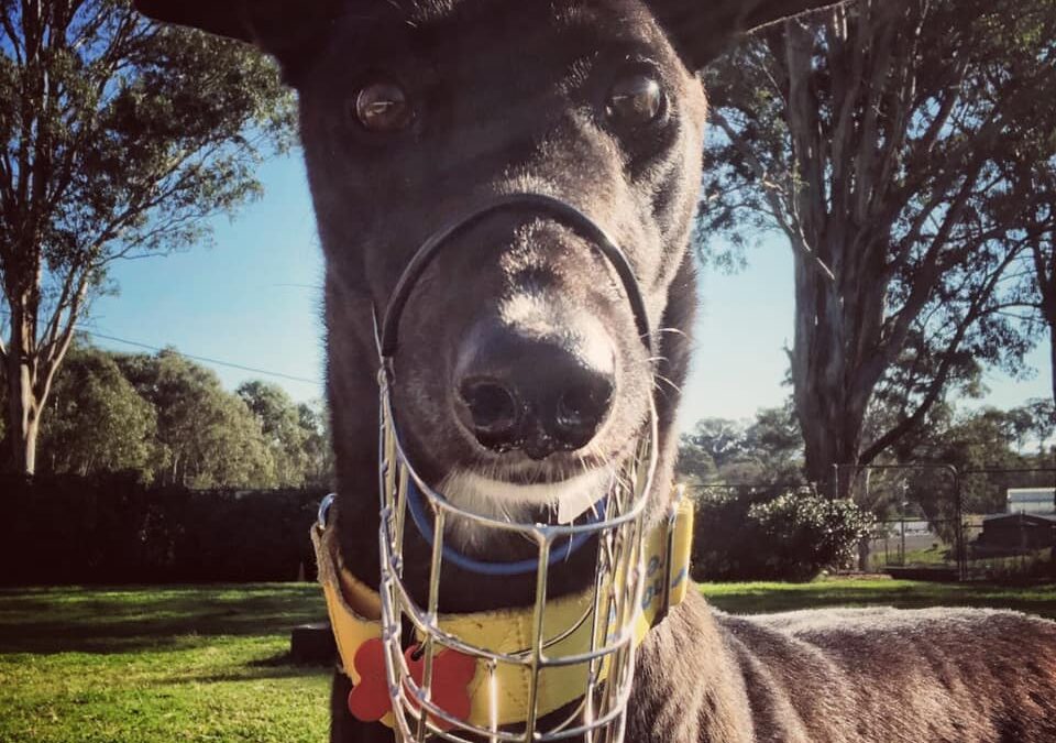 Greyhounds and muzzles