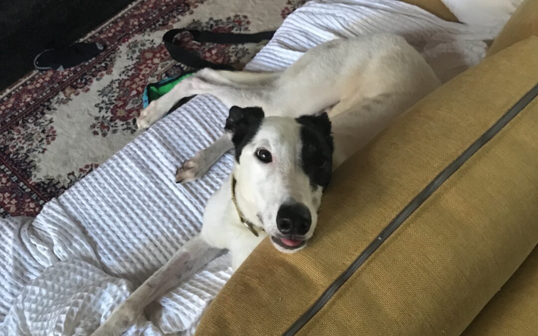 The perfect forever home for vivacious, greyhound-about-town Eddie