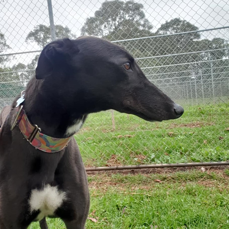 Tuxedo â€¢ Greyhound Rescue