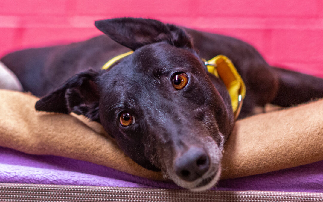 Petbarn Sydney teams raise $45,000 for Greyhound Rescue