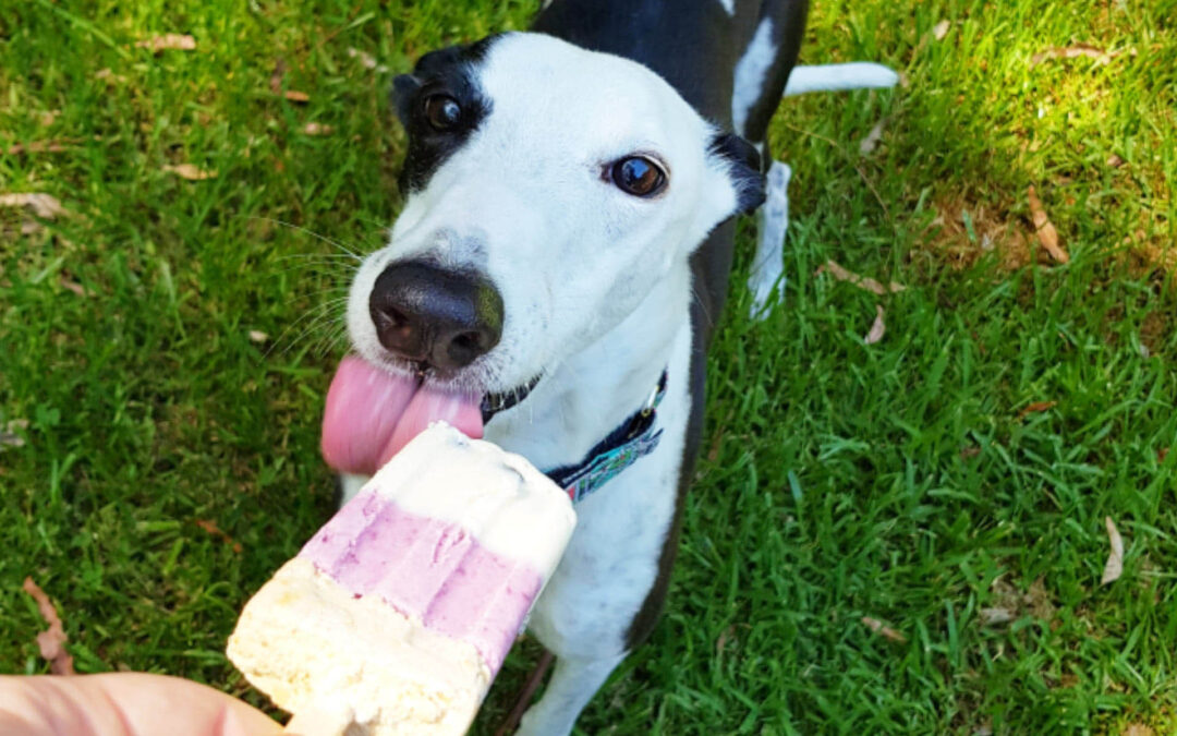 Blueberry Cheesecake Pupsicle Recipe