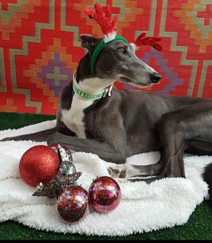 Greyhound shop themed gifts