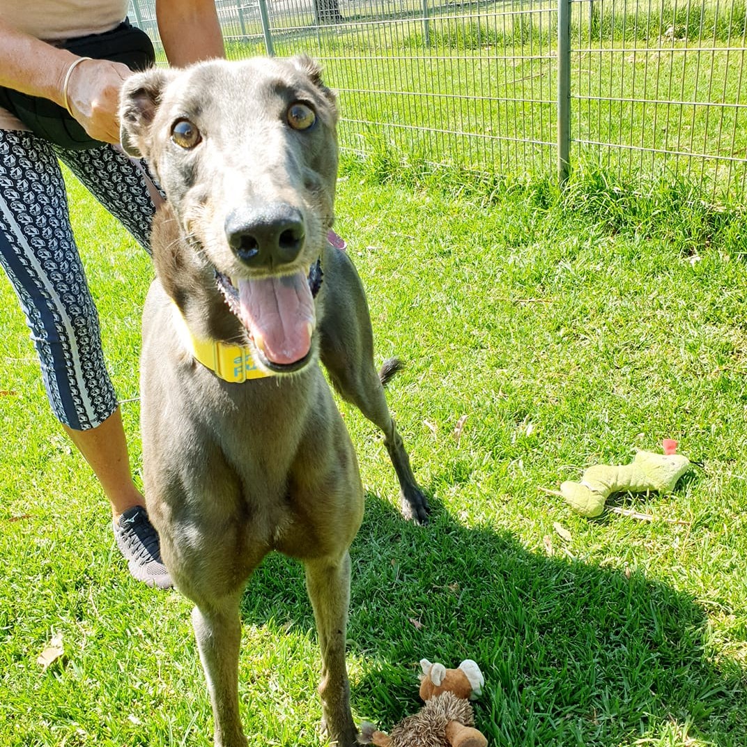 Antoni â€¢ Greyhound Rescue