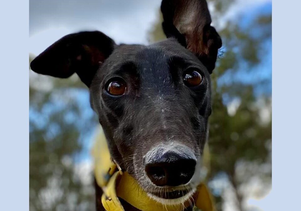 Seven ways that you can help Greyhound Rescue