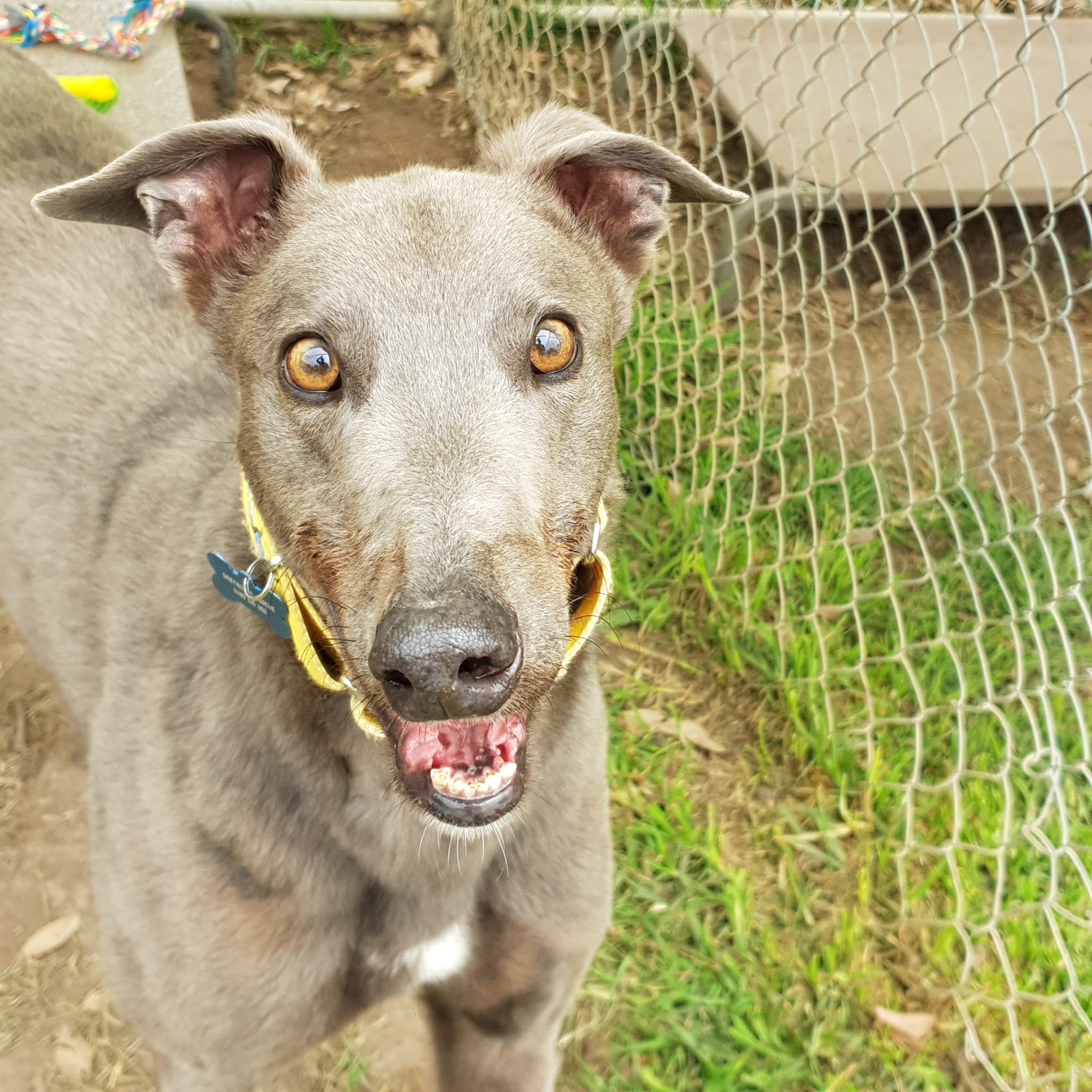 Hershey • Greyhound Rescue