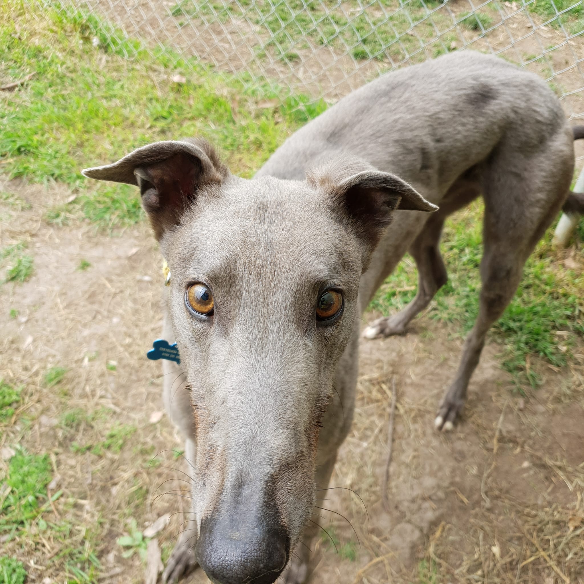 Hershey • Greyhound Rescue