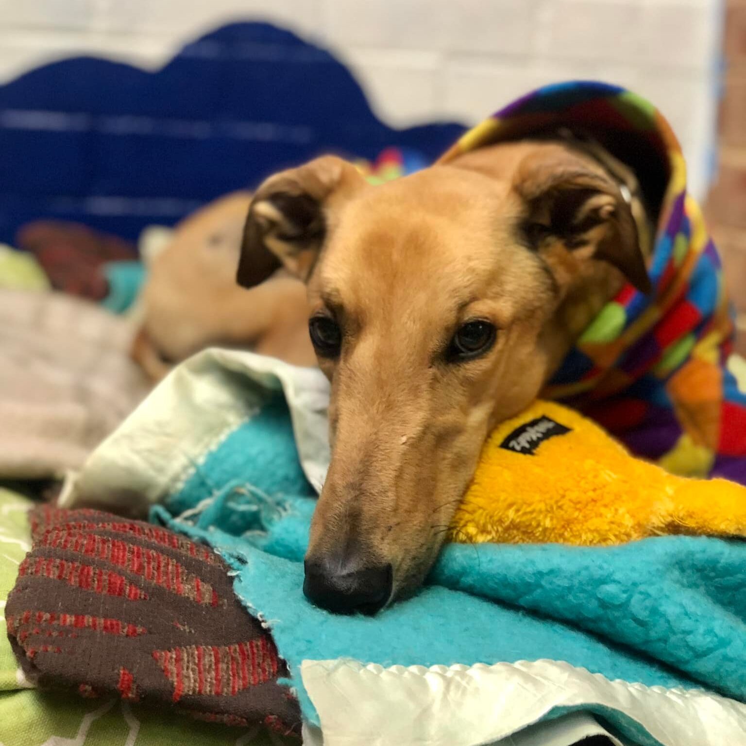 greyhound lying on their bed