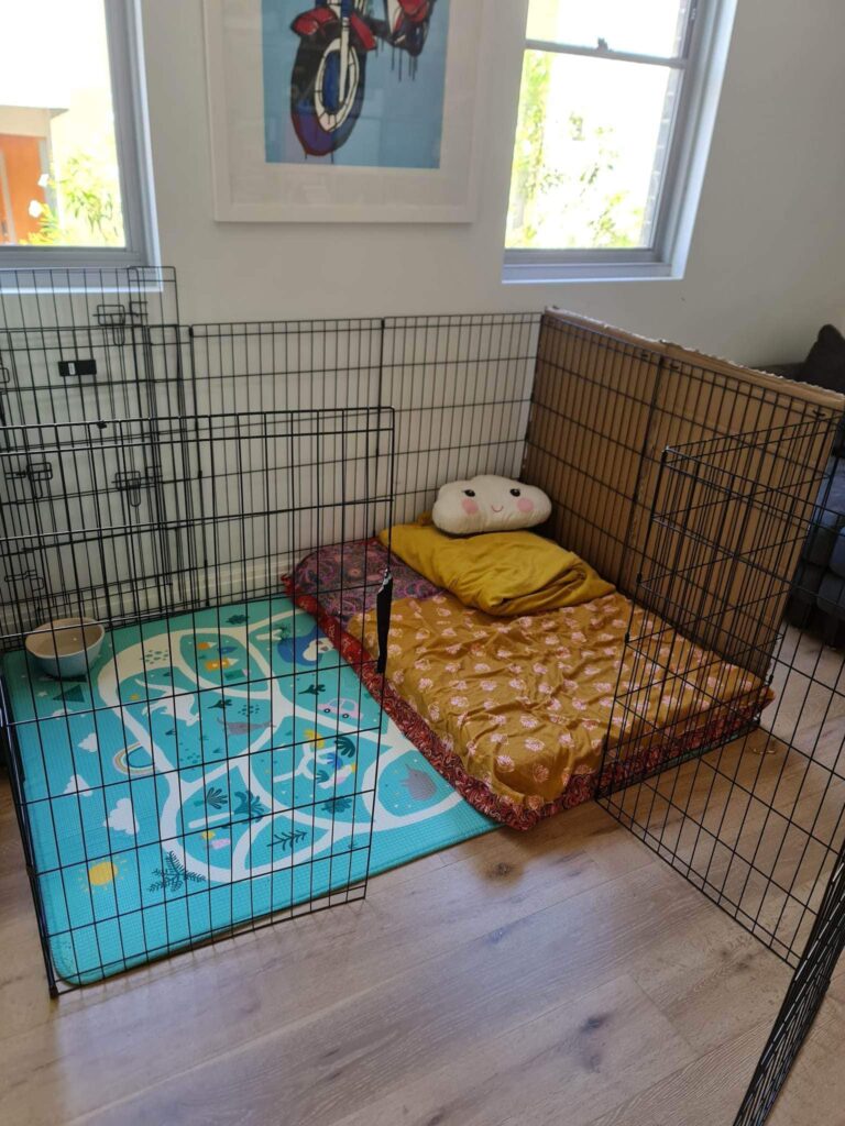 Multi dog household set up