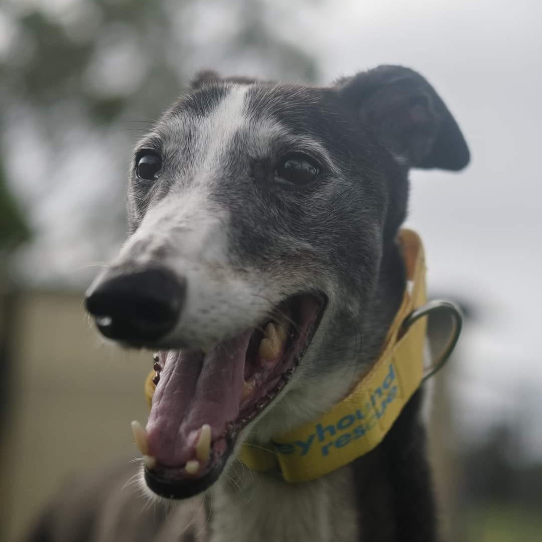 Greyhound Rescue Mindy • Greyhound Rescue