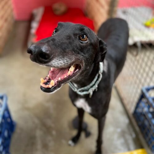 Greyhound Adoption Sydney • Greyhound Rescue