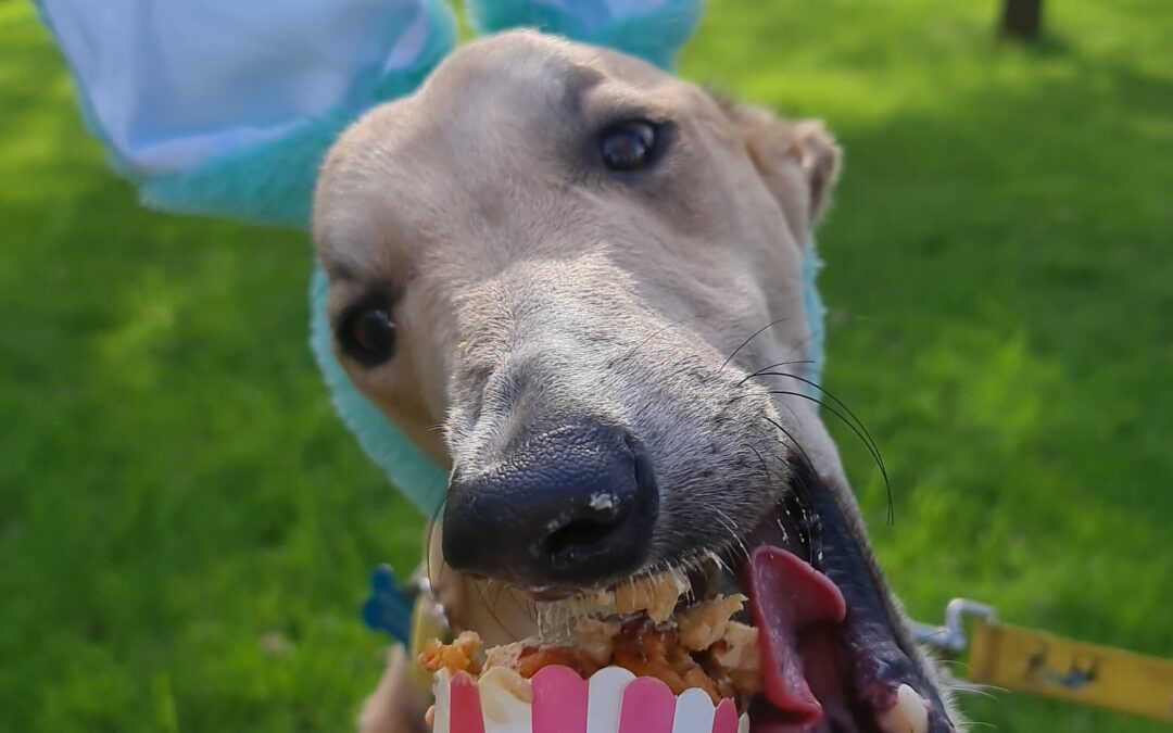 Easter pupcakes for your sweet hound!