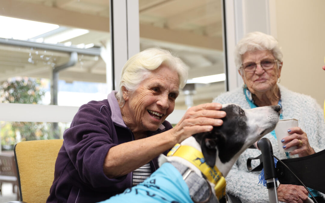 Greyhound Rescue bringing joy to HammondCare aged care homes 