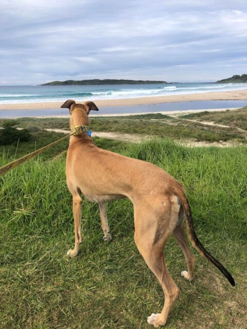 How Much Does A Greyhound Cost Greyhound Rescue