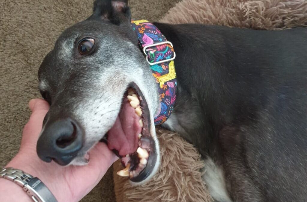 How much does a greyhound cost?