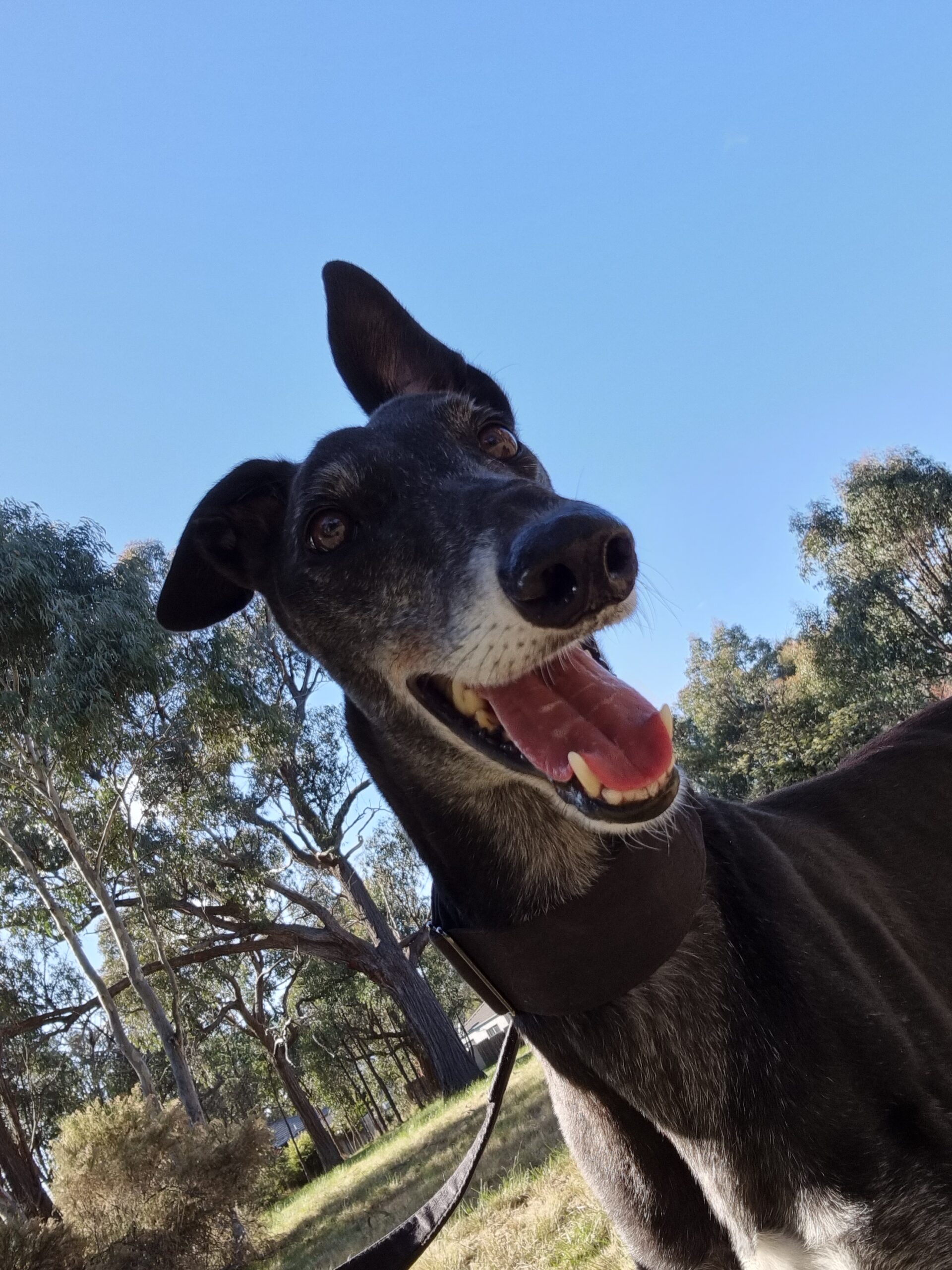 Happy black greyhound Vaughan