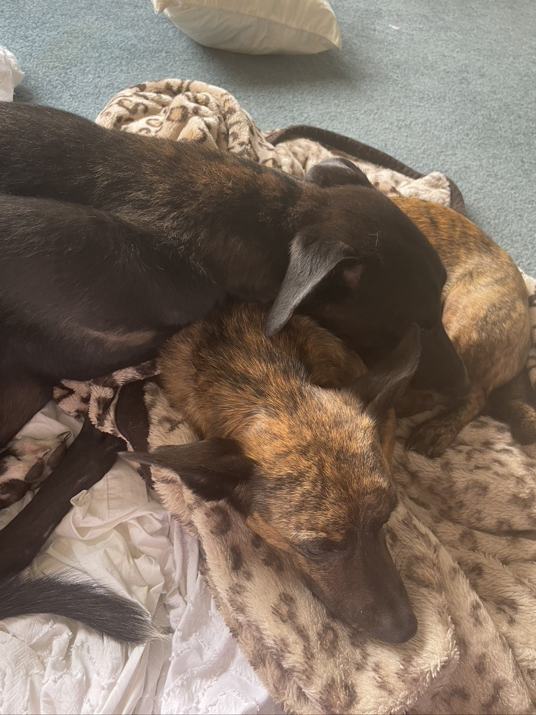 Black greyhound lays down with other dog