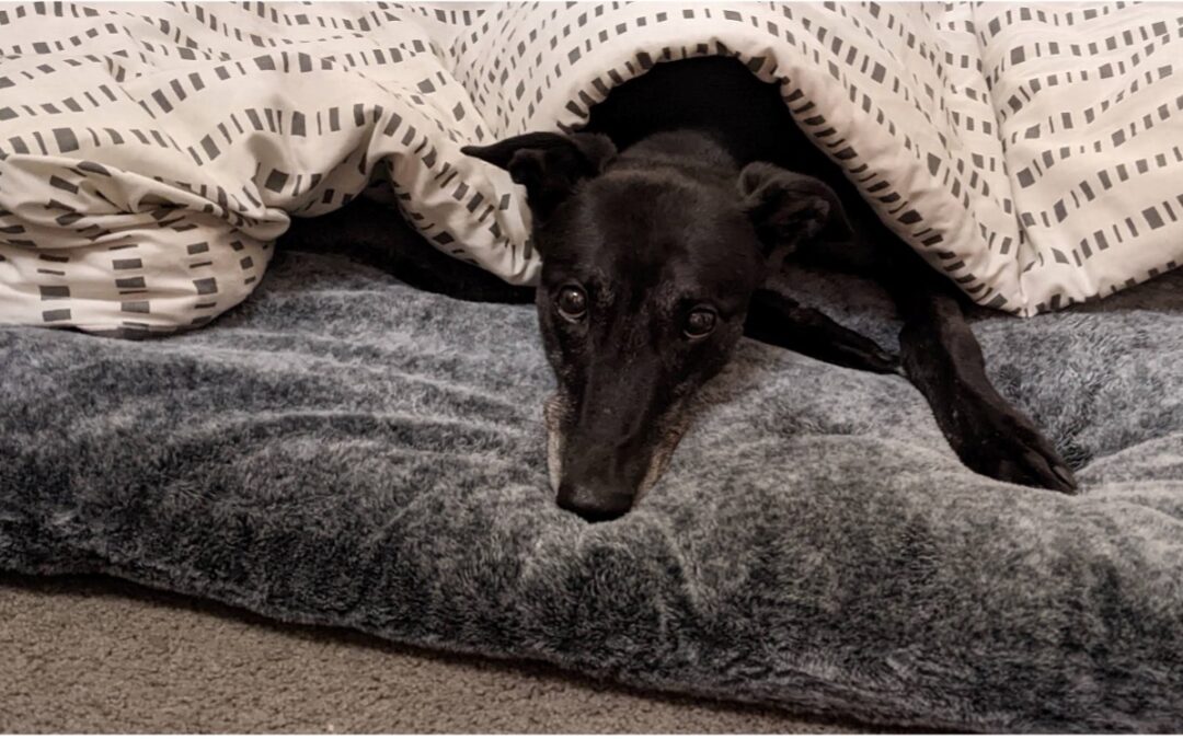 Respecting Your Greyhound’s Space