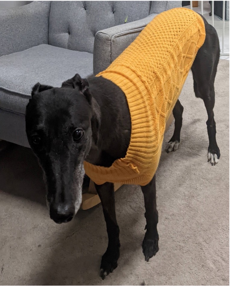 Black greyhound in winter clothes