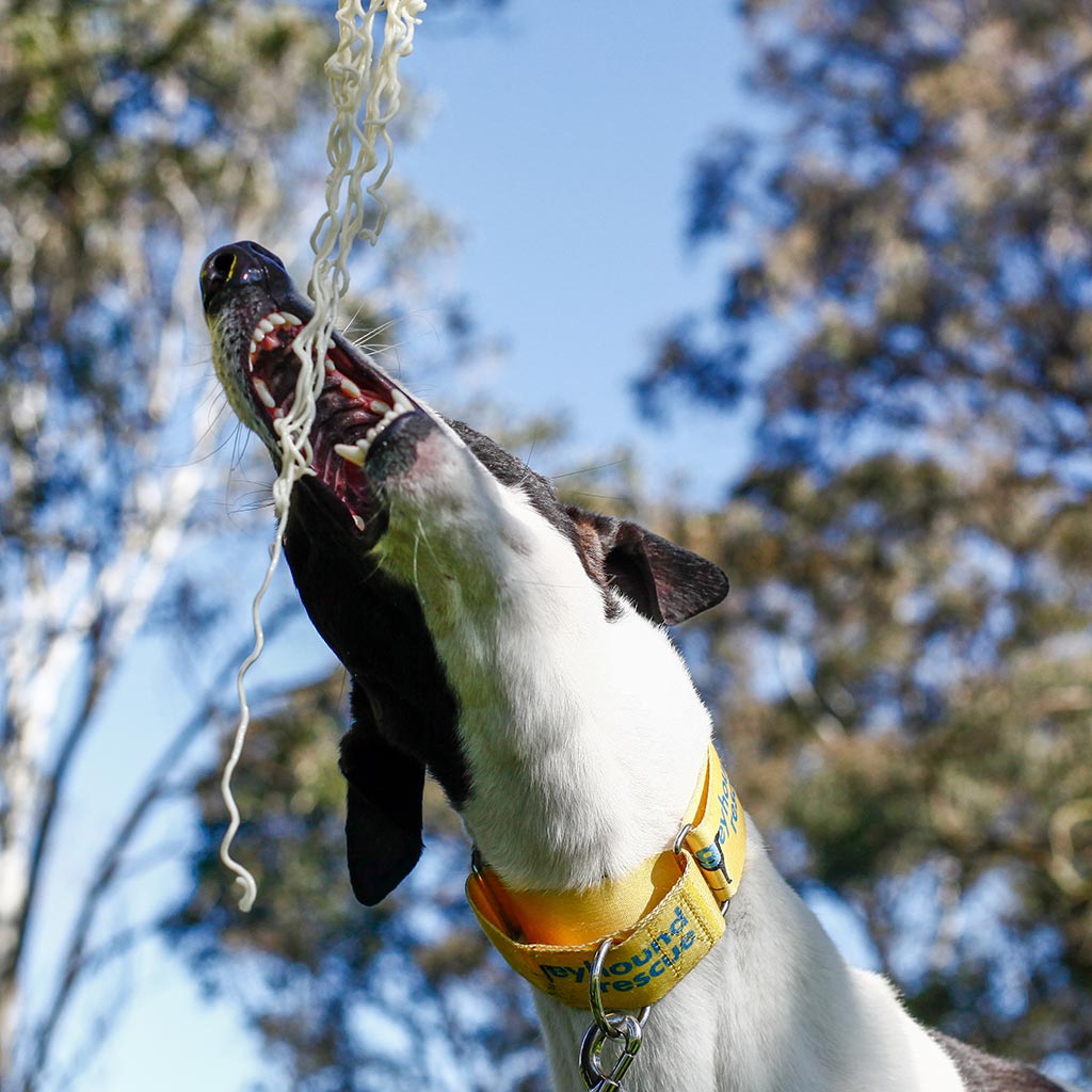 Greyhound Rescue Volunteer