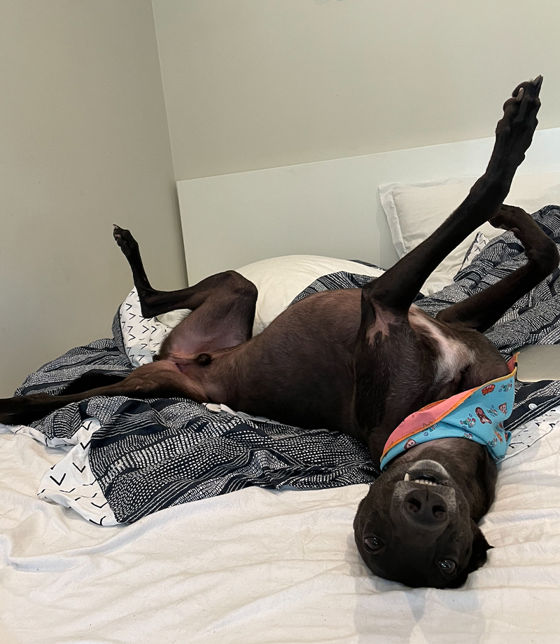 Black greyhound roaches on bed