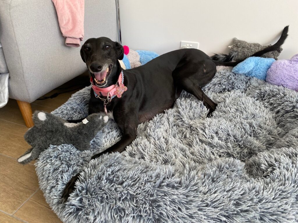 Black greyhound on bed very happy