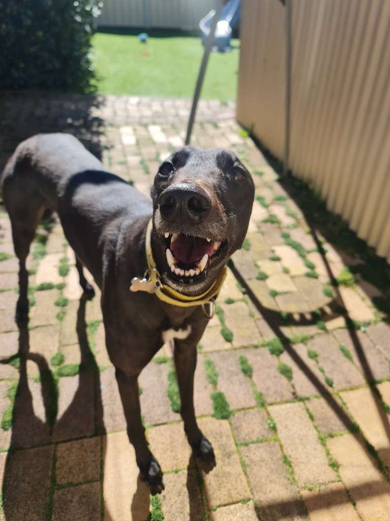 Black greyhound with happy face