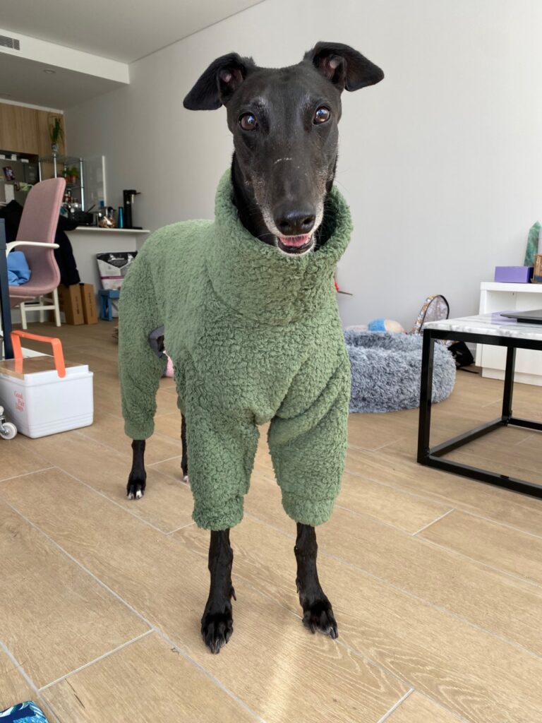 Greyhound in winter pyjamas