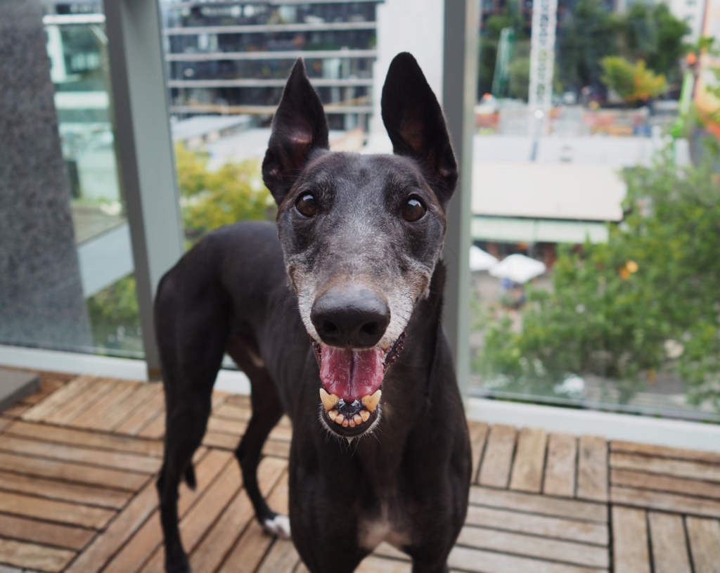 Hardy the black greyhound smiles on balcony