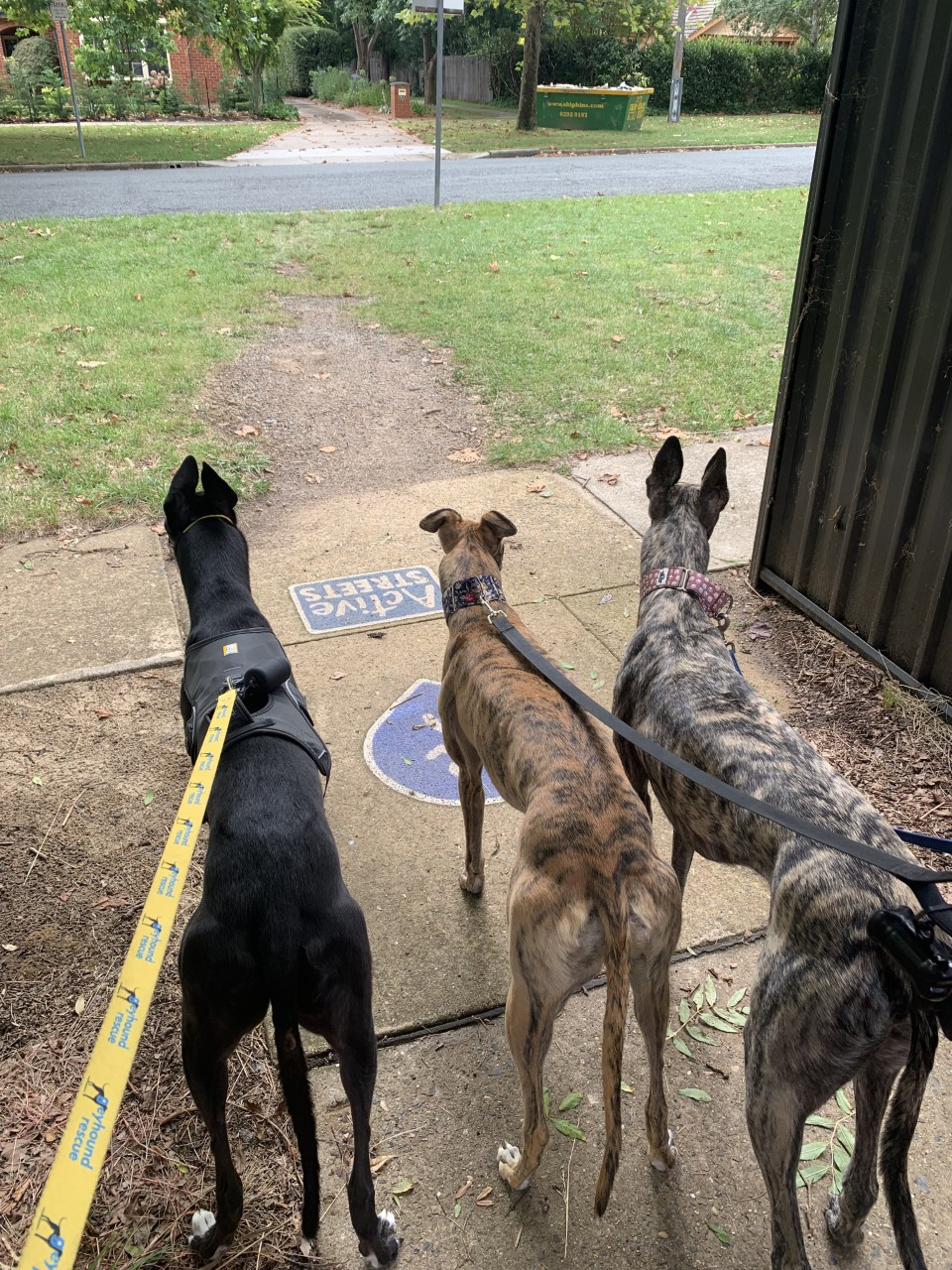 Hardy the black greyhound walks with friends