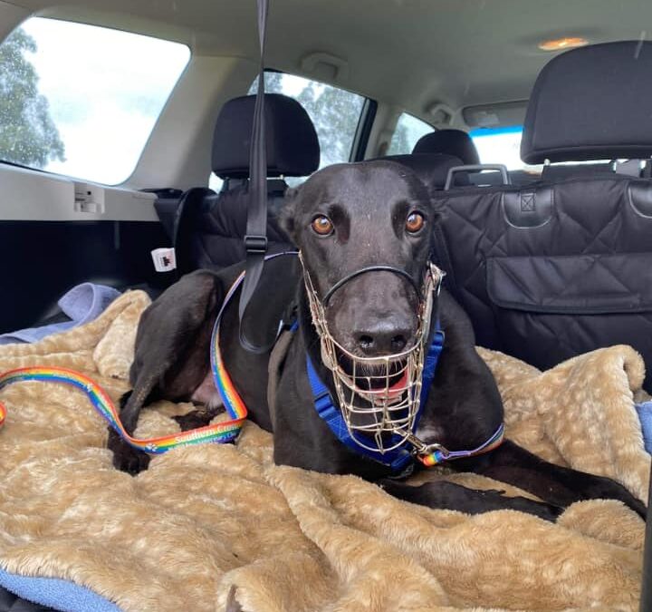 Car travel with your hound