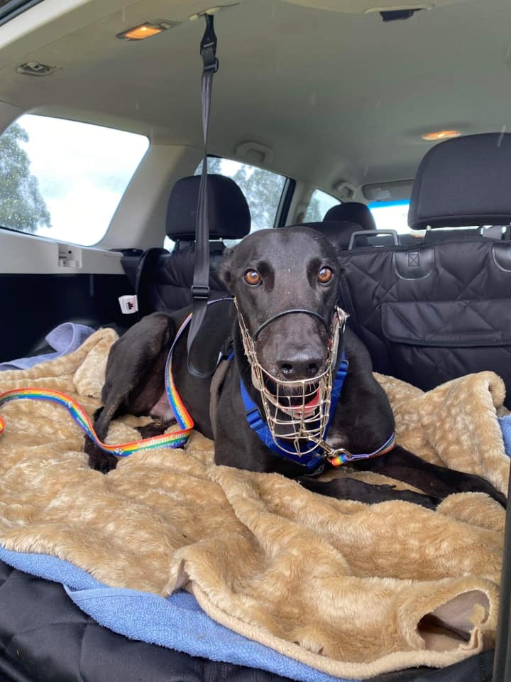 Hound in back of car attached to harness