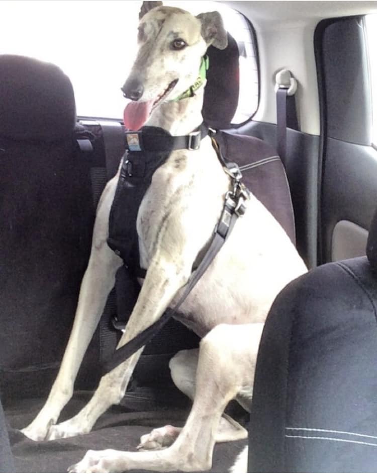 Hound sitting in car attached to harness