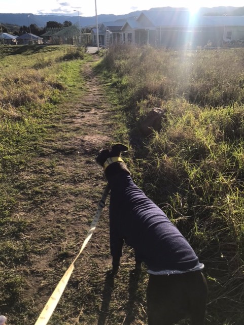 Black greyhound on a walk on grassy footpath