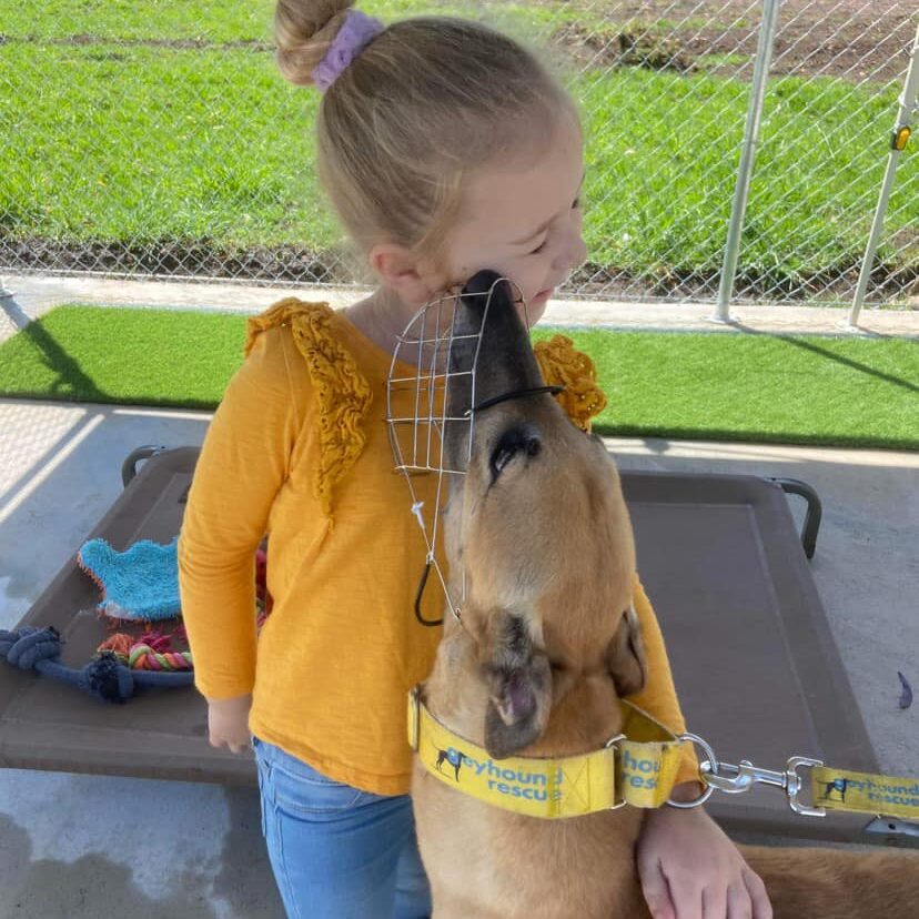 Greyhound with happy child