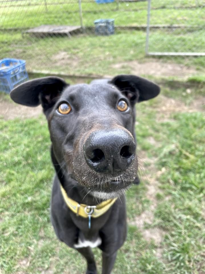 Greyhound Adoption Sydney • Greyhound Rescue