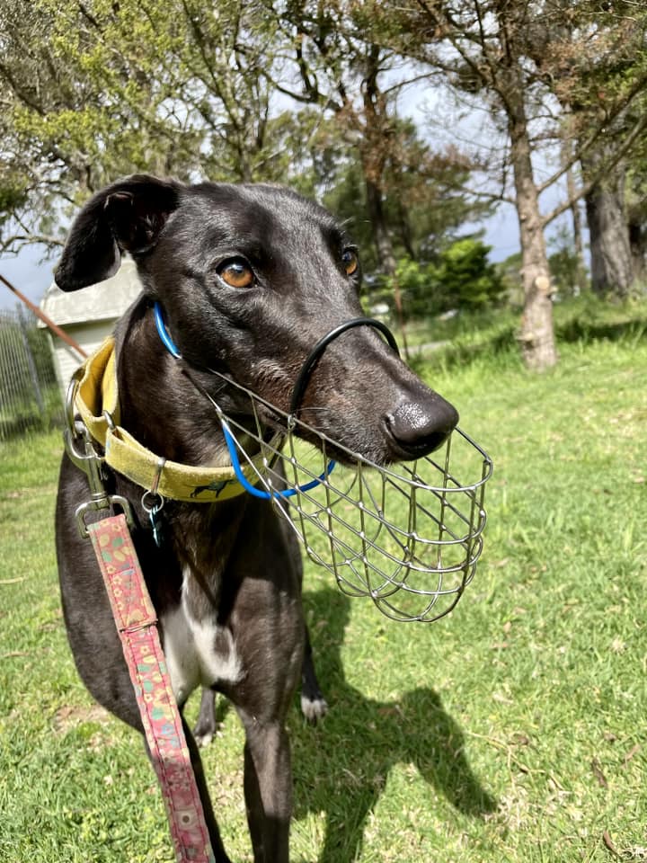 Percephony Rescued Persephone • Greyhound Rescue
