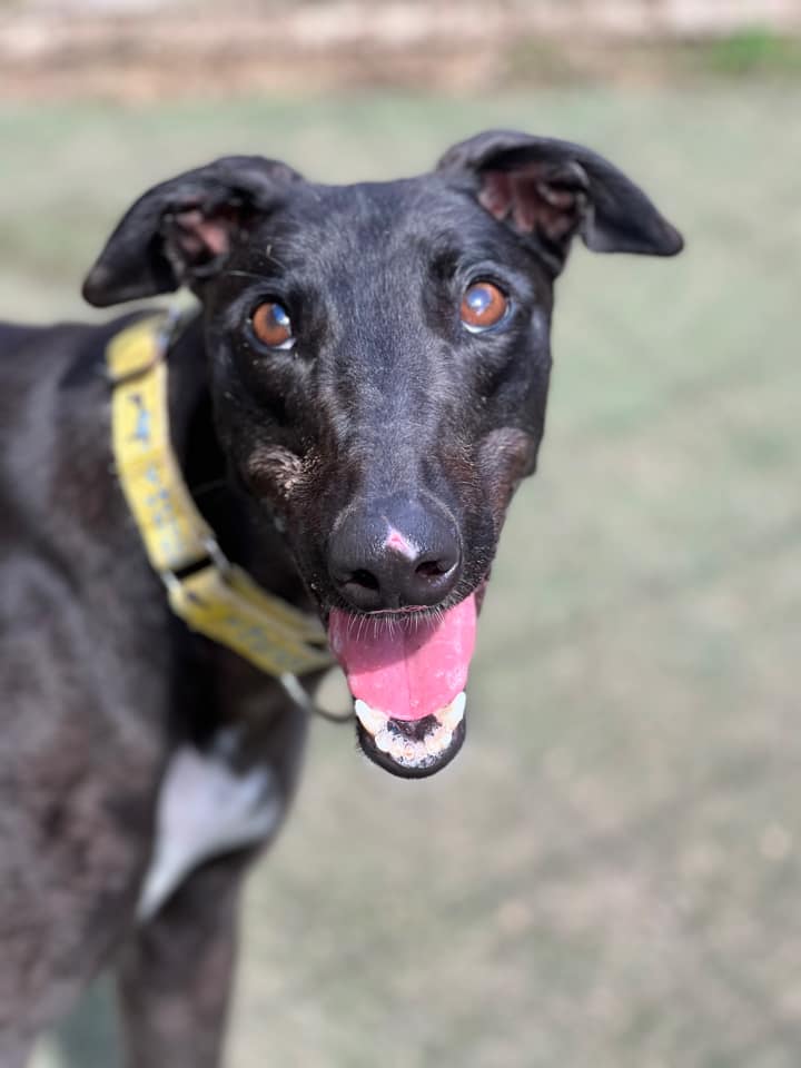 Percephony Rescued Persephone • Greyhound Rescue