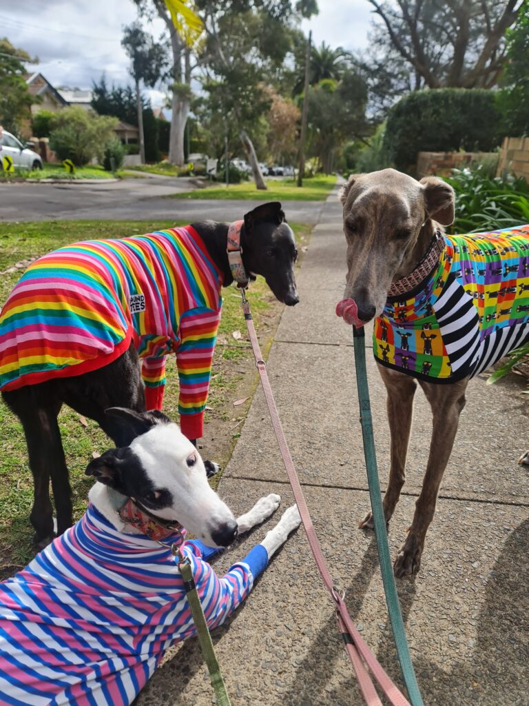 Brock the greyhound on walk with other greyhounds